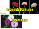 Incomplete Dominance