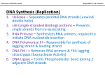 DNA Synthesis (Replication)