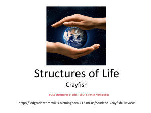 Crayfish - 3rdgradeteam