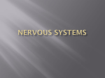 Nervous Systems - VCE Biology Units 1 and 2