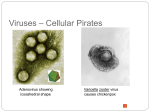 Viruses * Cellular Pirates