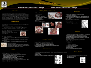 Cerebrum Renatus Conference (3)