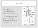 2-pe-20-30-bones-and-muscles