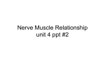 Nerve Muscle Relationship unit 4 ppt #2