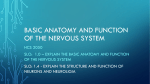 Basic anatomy and function of the nervous system