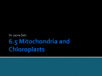 6.5 Mitochondria and Chloroplasts
