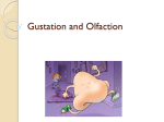 The Senses - Gustation and Olfaction