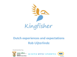 Kingfisher Pitch