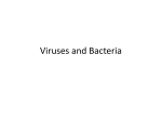 Viruses and Bacteria