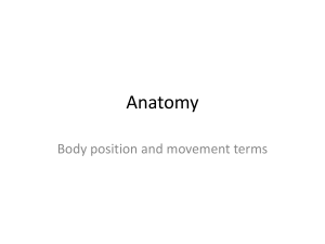 Anatomy