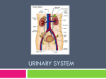 Urinary System - Collier`s Classroom