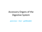 Accessory Organs of the Digestive System