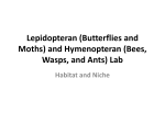 Habitat and Niche (Butterflies, Moths, Wasps, Bees, and Ants)