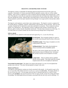 DIGESTIVE AND RESPIRATORY SYSTEMS