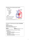 Overview of the Cardiovascular System Overview of Cardiovascular