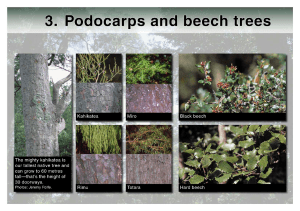 Catchpool cards - Podocarps and beech trees