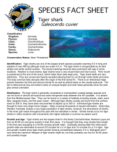 Identification: Tiger sharks are one of the largest shark species