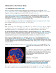 Introduction: The Human Brain