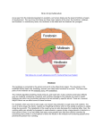 L03 Brain Script Addendum