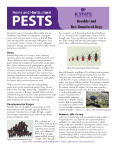 Boxelder and Red-Shouldered Bugs - KSRE Bookstore