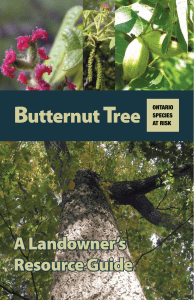 Butternut Tree: A Landowner`s Resource Guide