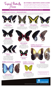butterfly identification guide