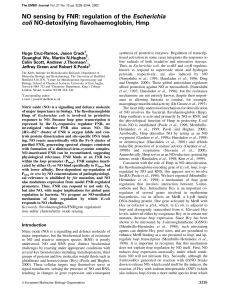 NO sensing by FNR: regulation of the Escherichia coli NO
