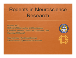 Rodents in Neuroscience Research