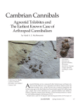 Cambrian Cannibals - 21stcenturysciencetech.com