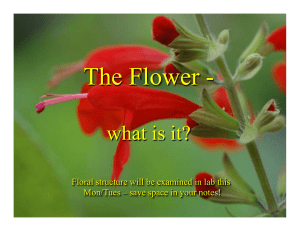 The Flower -