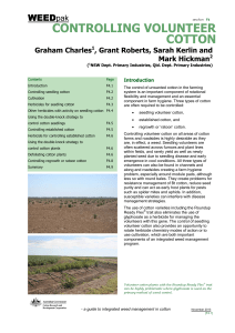 controlling volunteer cotton