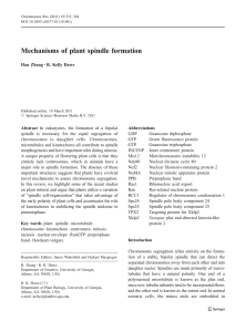 Mechanisms of plant spindle formation