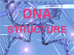 DNA Structure copy