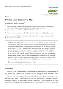 Cellular Auxin Transport in Algae