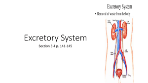 Excretory System