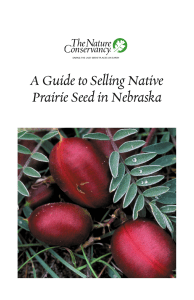 A Guide to Selling Native Prairie Seed in Nebraska