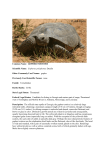 gopher tortoise - Wildlife Resources Division