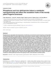 Phosphorus and iron deficiencies induce a