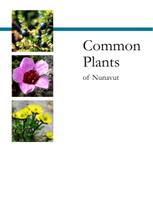 Common Plants - The Nunavut Bilingual Education Society