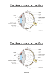 The Structure of the Eye The Structure of the Eye