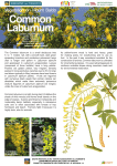 The Common laburnum is a small deciduous tree 5 to 7 meters tall