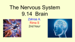 The Nervous System 9.14 Brain