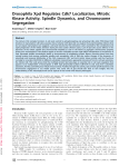 Drosophila Xpd Regulates Cdk7 Localization, Mitotic Kinase