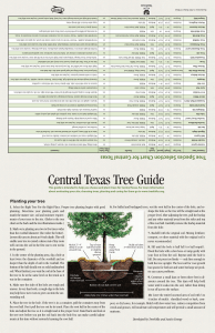 Central Texas Tree Guide