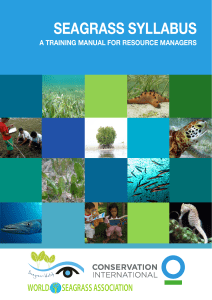 seagrass syllabus - World Seagrass Association
