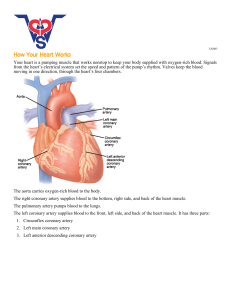 How Your Heart Works