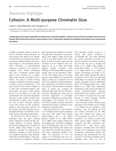 Cohesin: A Multi-purpose Chromatin Glue