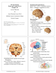 Nervous System: Brain and Cranial Nerves (Chapter 14) Lecture