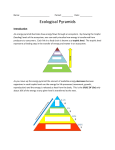 Ecological Pyramids