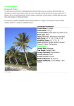 Cocos nucifera (Coconut Palm) Size/Shape